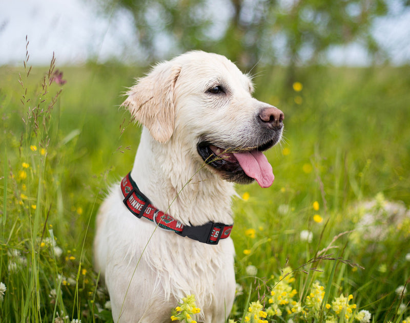 [Australia] - Pets First Minnesota Wild Dog Collar Medium (12 - 18" Length x 0.62" Width) 