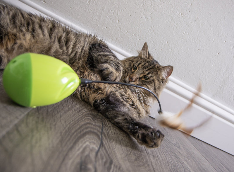 [Australia] - Petlinks Electronic Motion Cat Toys Wild Thing 