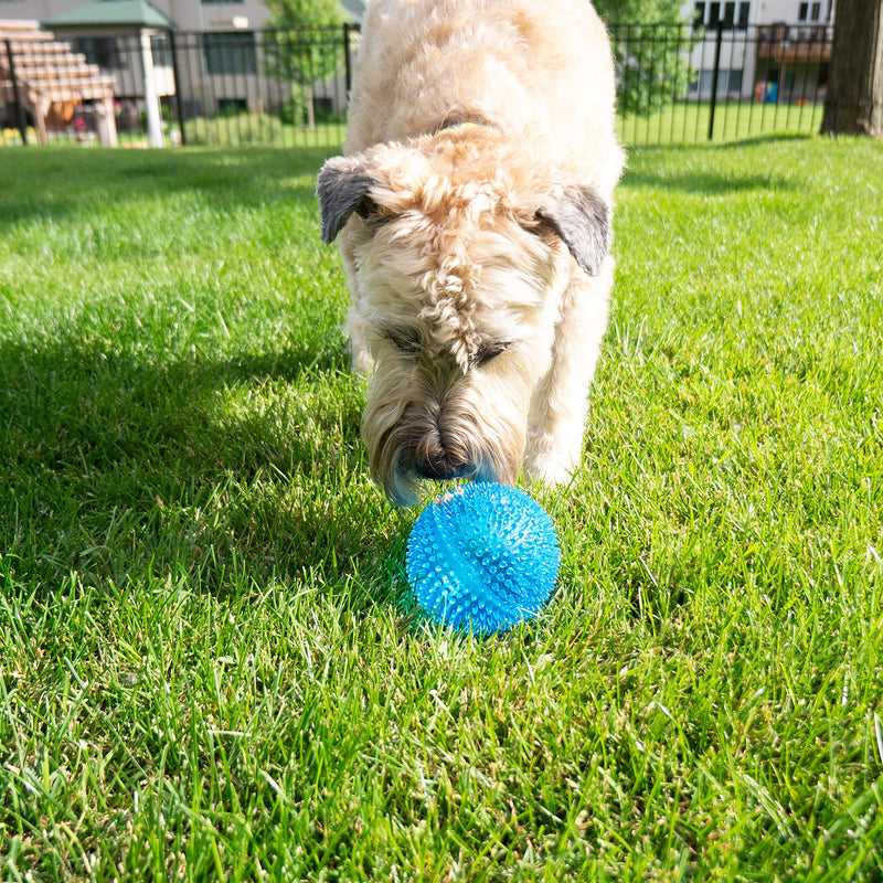 [Australia] - Gnawsome 4.5” Spiky Squeaker Ball Dog Toy - Extra Large, Cleans Teeth and Promotes Good Dental and Gum Health for Your Pet, Colors will vary 