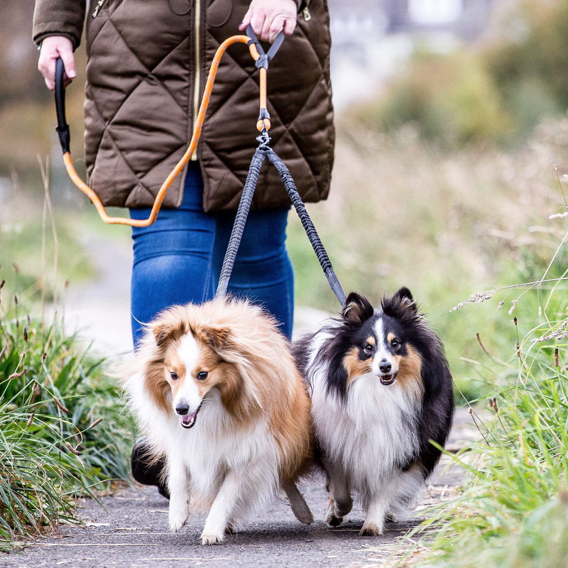 Sweetie Dog Lead Splitter – Dual Shock Absorbing Bungee Double Leash Coupler - Perfect Leads for Walking 2 Small to Medium Dogs on One Lead - No Tangle 360° Swivel Clip - Reflective Stitching Bungee Splitter - PawsPlanet Australia