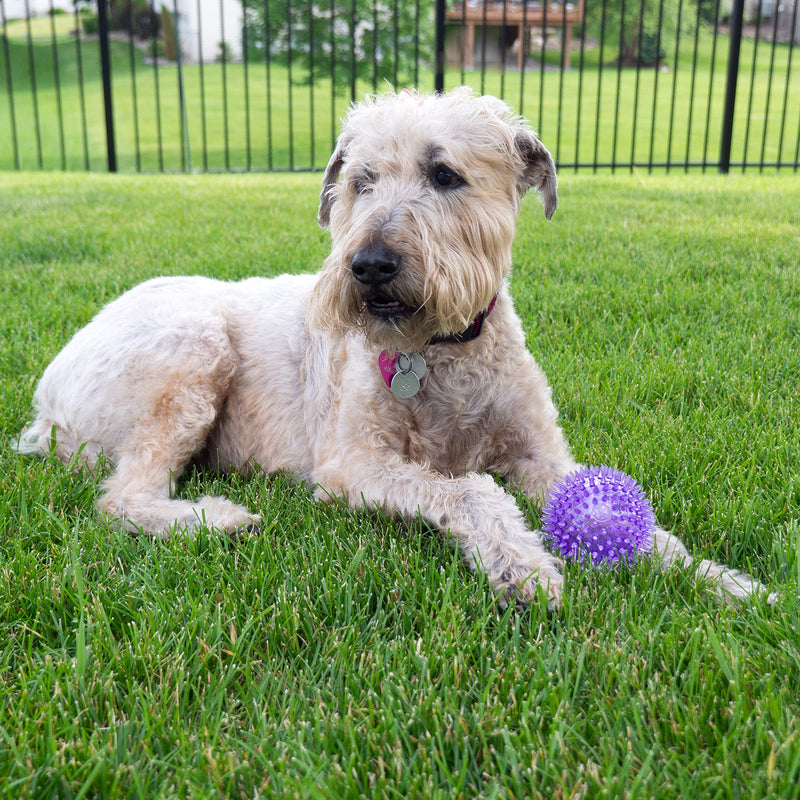 [Australia] - Gnawsome Medium Squeaker Ball Dog Toy, Medium 3.5", Colors will vary 