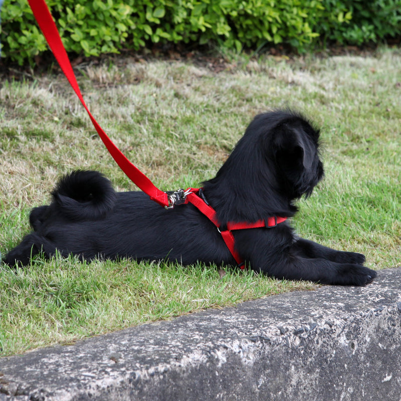 Rosewood Harness, X-Small, Red - PawsPlanet Australia