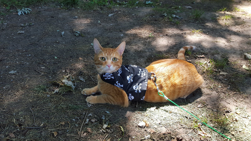 Mynwood Cat Jacket/Harness Skulls Adult Cat - PawsPlanet Australia