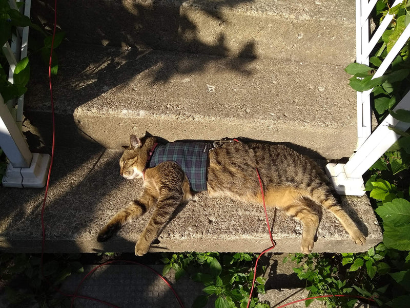 Mynwood Cat Jacket/Harness Black Watch Tartan Kitten up to 8month - PawsPlanet Australia