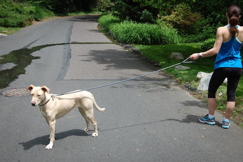 [Australia] - Trails + Tails Durable Rope Leash for Small, Medium, Large Dogs - 1/2" Thick, Premium Nylon Rope with Strong Metal Clasps in 4,5,6 & Slip Options 4 Foot Black + White 