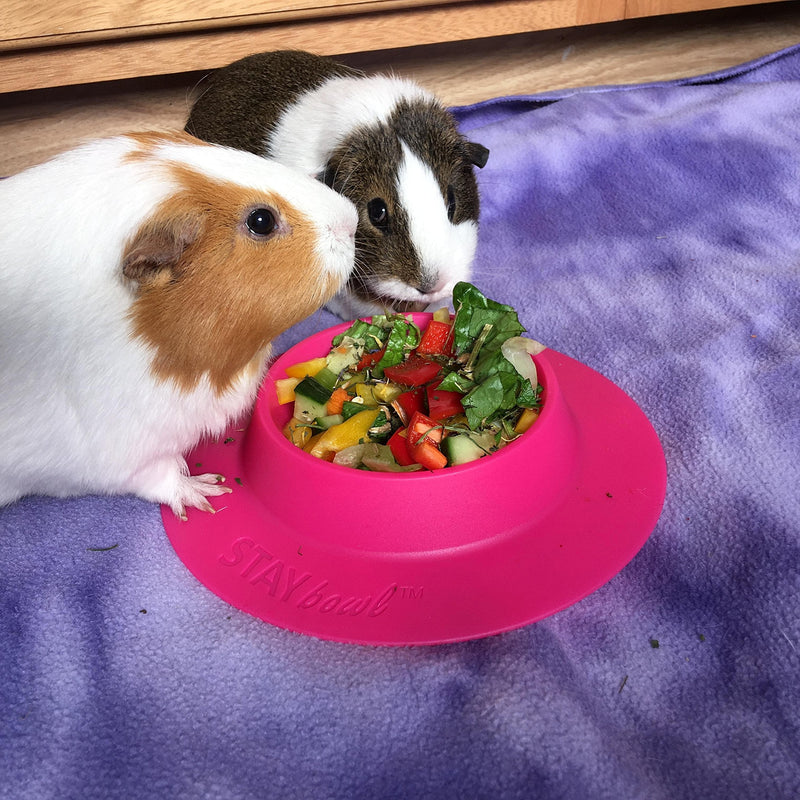 STAYbowl Tip-Proof Bowl for Guinea Pigs and Other Small Pets - Fuchsia (Pink) - Large 3/4 Cup Size New - PawsPlanet Australia