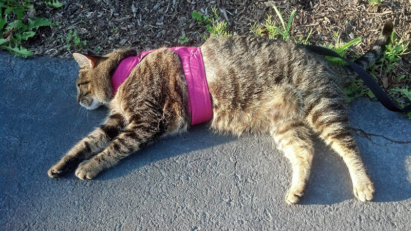 Mynwood Cat Jacket/Harness Pink Adult - PawsPlanet Australia