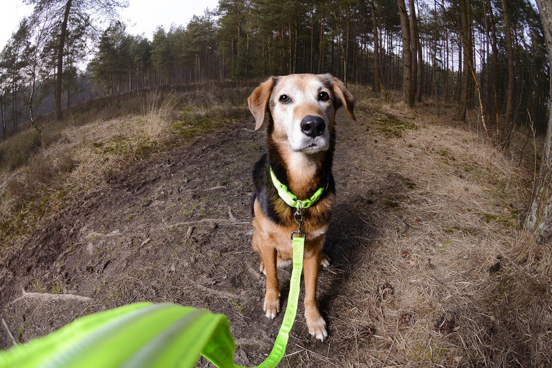 Illumiseen LED Dog Leash - USB Rechargeable - Available in 6 Colors & 2 Sizes - Makes Your Dog Visible, Safe & Seen 6 Feet Neon Green - PawsPlanet Australia
