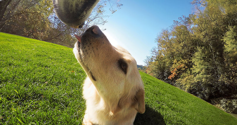 [Australia] - GoPro Fetch Dog Harness (All GoPro Cameras) - Official GoPro Mount 