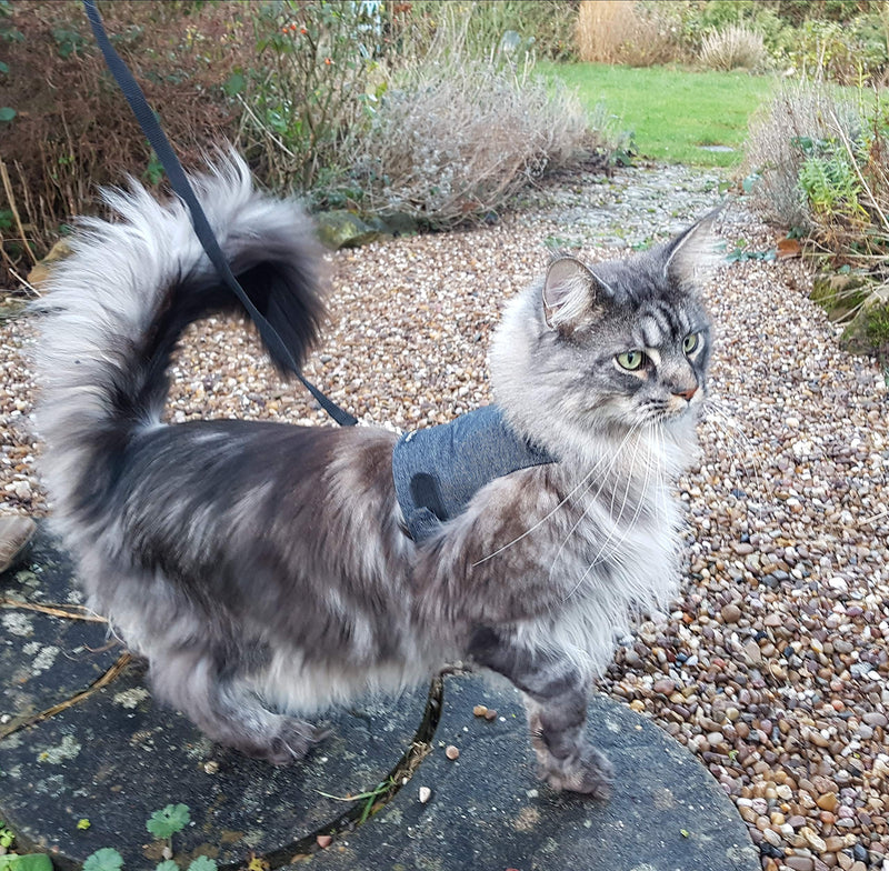 Mynwood Cat Jacket/Harness Black Denim Adult Cat - PawsPlanet Australia