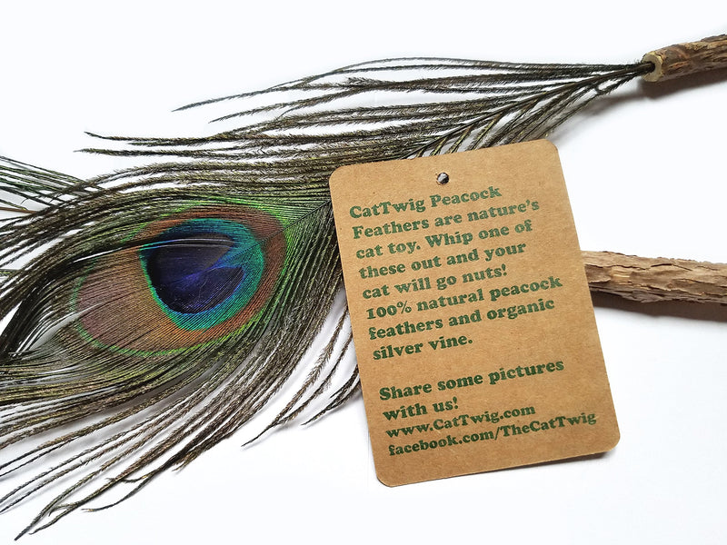 [Australia] - CatTwig Peacock Feather 