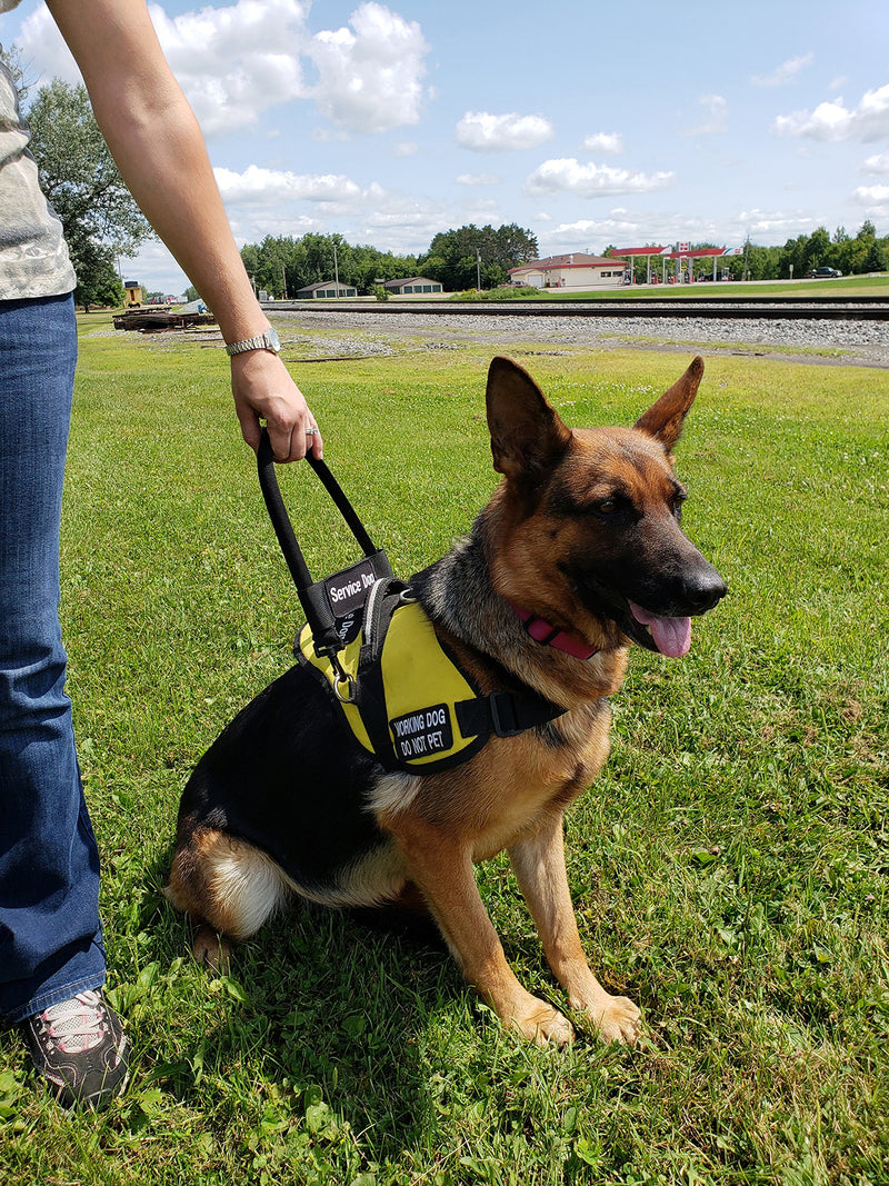 [Australia] - ActiveDogs Nylon Clip-on Bridge Handle 12" Black for Service Dog Vest & Harnesses, Heavy Duty Metal Clips w/removable Service Dog ID Band 