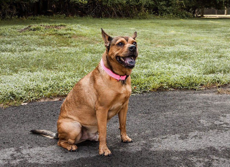 [Australia] - Pet Life 'Aero Mesh' 360 Degree Dual Sided Comfortable And Breathable Adjustable Mesh Dog Collar Medium Pink 