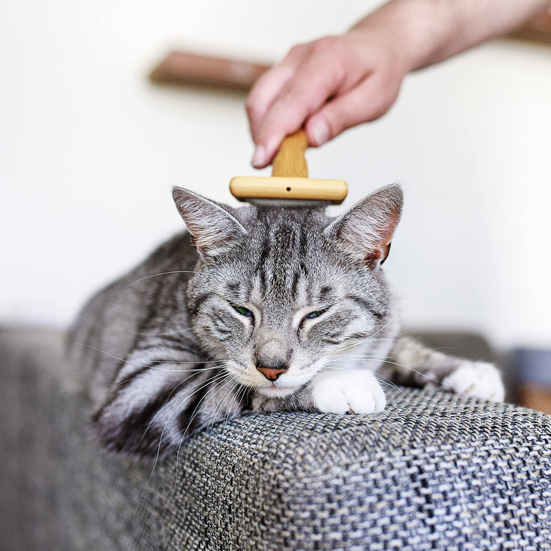 Pfotenolymp® soft brush & flea comb for cats set - cat brush I cat comb - lice comb I nit comb for cats - against lice & fleas - cat hair brush - PawsPlanet Australia