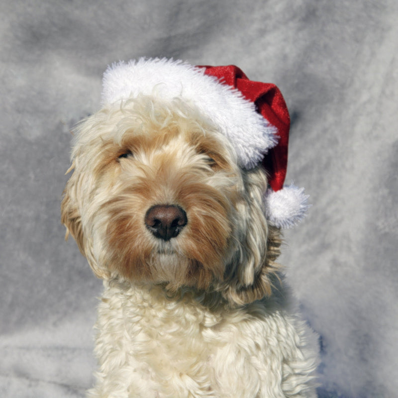 Rosewood Pet Christmas Hat - PawsPlanet Australia