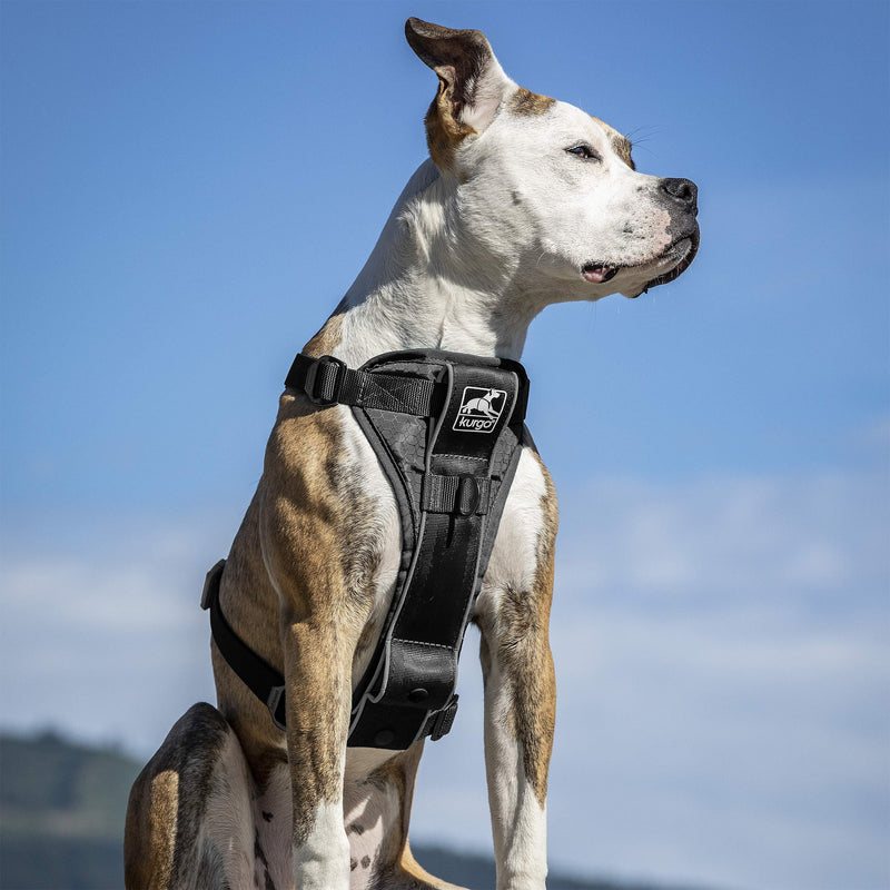 Kurgo Tru-Fit Smart Dog Walking Harness, Quick Release Buckles, No-Pull Training Clip, Includes Seat Belt Tether, Extra Small-Black X-Small - PawsPlanet Australia
