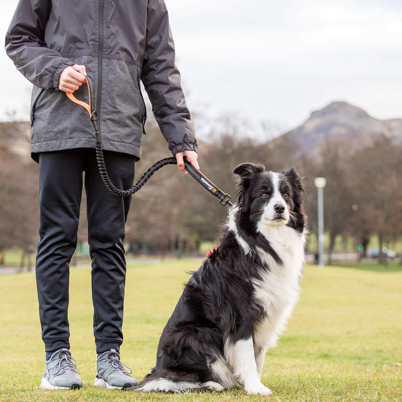 Sweetie Bungee Dog Lead - Shock Absorbing Leash that Softens Pulls & Stops – Neoprene Padded Loop & Traffic Handles for Extra Comfort - Reflective for Safer Night Walking 40"/102cm Black - PawsPlanet Australia