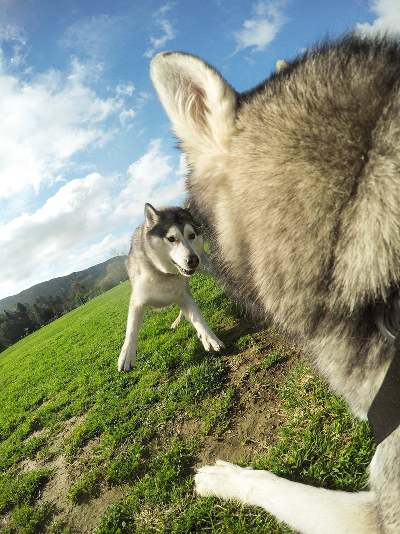 [Australia] - GoPro Fetch Dog Harness (All GoPro Cameras) - Official GoPro Mount 