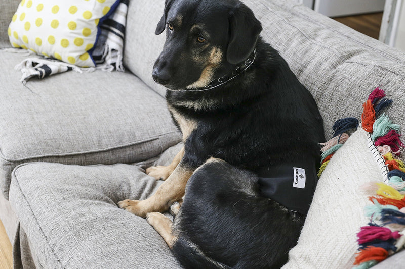 [Australia] - Pet Parents Premium Washable Dog Belly Bands (3pack) of Male Dog Diapers, Dog Marking Male Dog Wraps, High Absorbing Belly Band for Male Dogs X-Large Black 