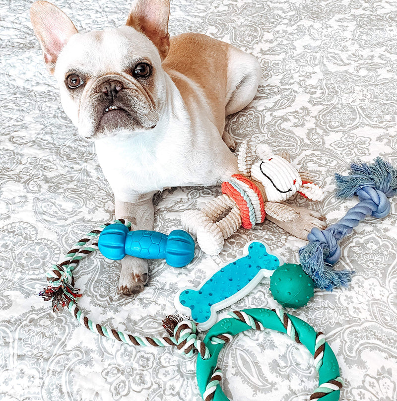 rocket & rex Dog Toy Pack, Chew Toys for Small Dogs and Dog Toys for Puppies, Safe & Non-Toxic, for Small to Medium Breeds, Includes Rope Toys, Plush Squeaky Toy, Ball and Tug of War Toy Cow Chew Toy Set - PawsPlanet Australia