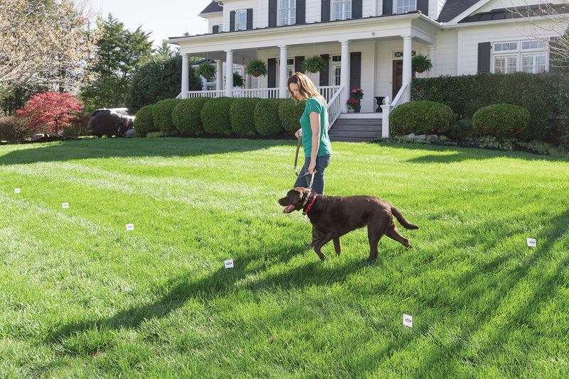 PetSafe Boundary Flags (Bundle of 50), For Use with PetSafe's Dog and Cat In-Ground Fences and Wireless Fences - From the Parent Company of INVISIBLE FENCE Brand - PawsPlanet Australia