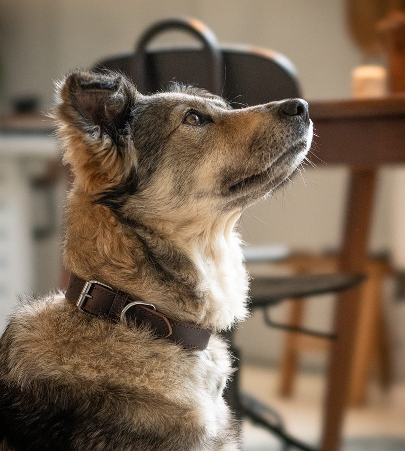 Dog collar leather - fat leather dog collar leather collar made of genuine leather Fat-Tony dark brown (L) L - (45.5cm - 51.5cm) - PawsPlanet Australia