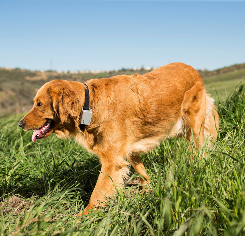 [Australia] - Company of Animals Clix No-Bark Collar Small 