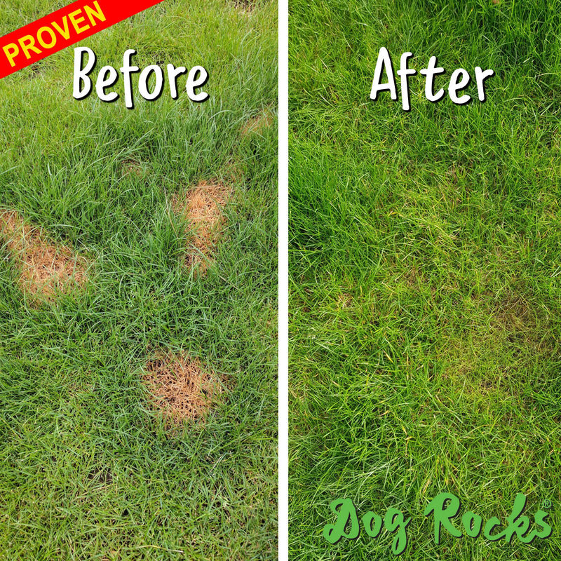 (2 Pack) Dog Rocks Prevent Grass Burn Marks, 4 Month Supply - PawsPlanet Australia
