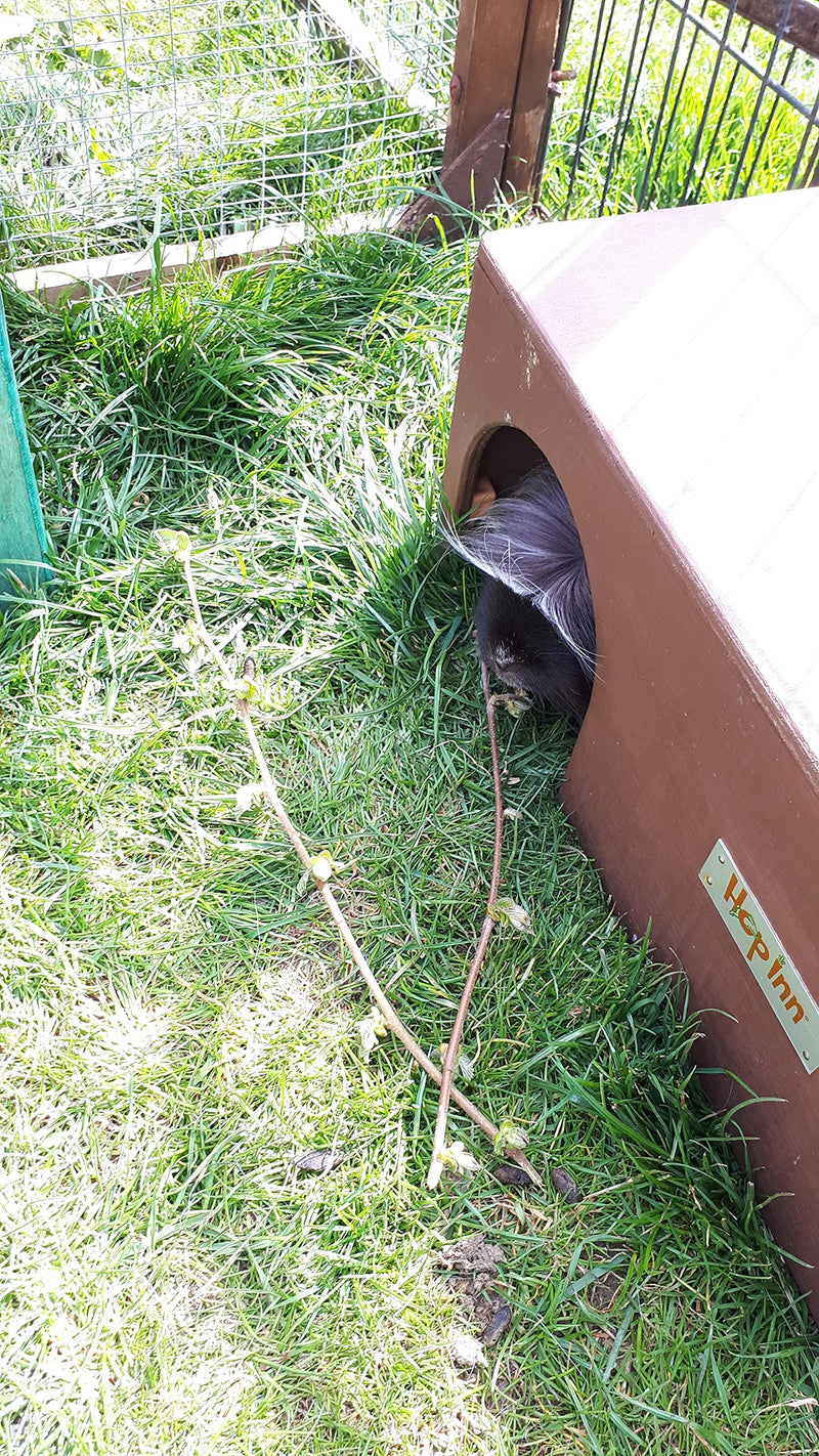 Hop Inn Guinea Pig Hideaway Tunnel (Lt Oak) - 40 cm L x 20 cm W x 18.5 cm H - Handmade in the UK - Arrives Built To Last - Wont tip over - All Weather Natural - PawsPlanet Australia