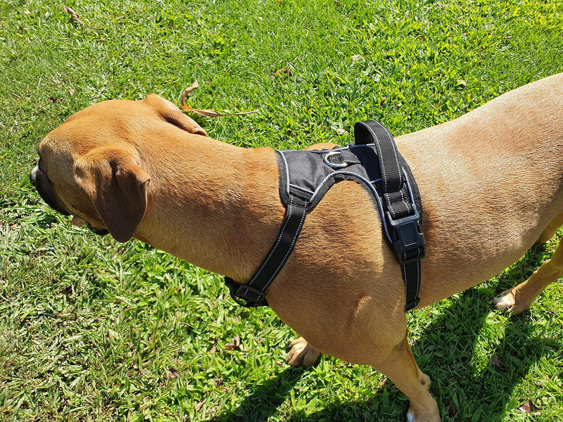 BodyOpia No-Pull Dog Harness for Small Dogs. Padded, Adjustable and Reflective Vest with Front and Top Clip. Anti Pull Training for Walking, Durable and Waterproof in Black - PawsPlanet Australia