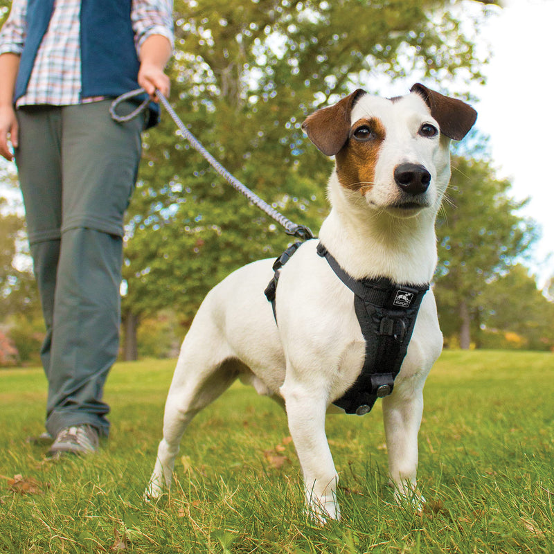 Kurgo Tru-Fit Smart Dog Harness, With Padded Chest Panel and D-Ring, Includes Car Seat Belt, Size M, Black - PawsPlanet Australia