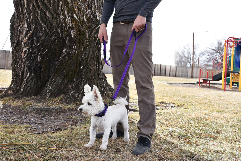 [Australia] - Waggin Tails Soft & Thick 5FT Double Handle Leash with Neoprene Padded Handle for Small to Medium Dog (Vibrant Purple) 