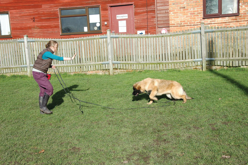 COMPANY OF ANIMALS Recall Line 5m, Best Dog Training Equipment, Soft to hold, Perfect for Recall Training, Chasing, Dog & Puppy Training & Socialisation, Suitable for Small, Medium & Large Dogs - PawsPlanet Australia