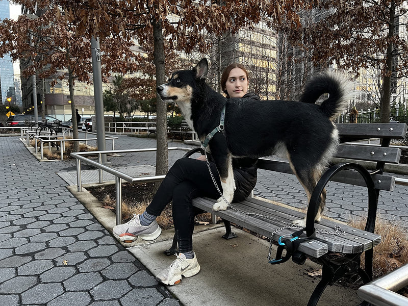 pupperoo Universal Multifunction Leash Tether | Waist Belt Leash | Leash Extension | Short Traffic Safety Leash - The Last Leash Accessory You'll Ever Need! - PawsPlanet Australia