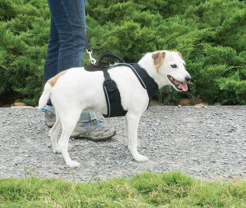 PetSafe EasySport Harness, Small, Red, Adjustable, Control, Padded for small/ medium/ large dogs - PawsPlanet Australia