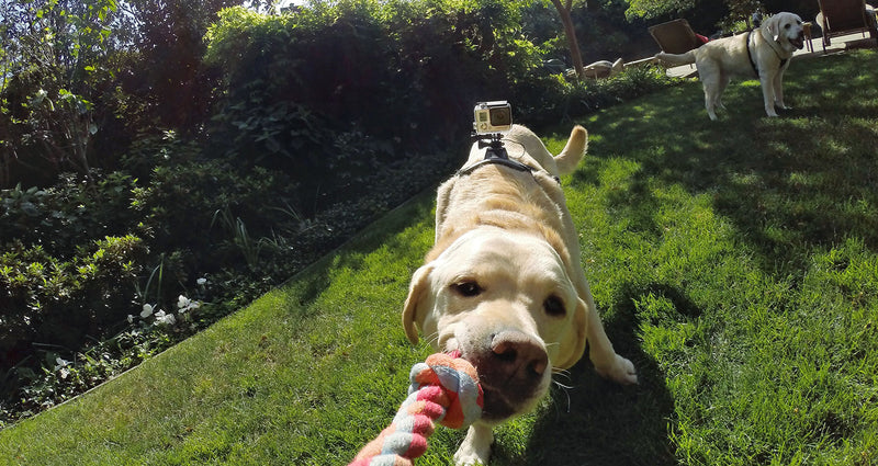 [Australia] - GoPro Fetch Dog Harness (All GoPro Cameras) - Official GoPro Mount 