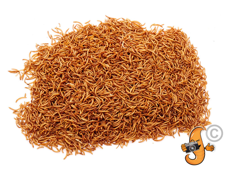 5 Litres Chubby Dried Mealworms for Wild Birds Only - PawsPlanet Australia
