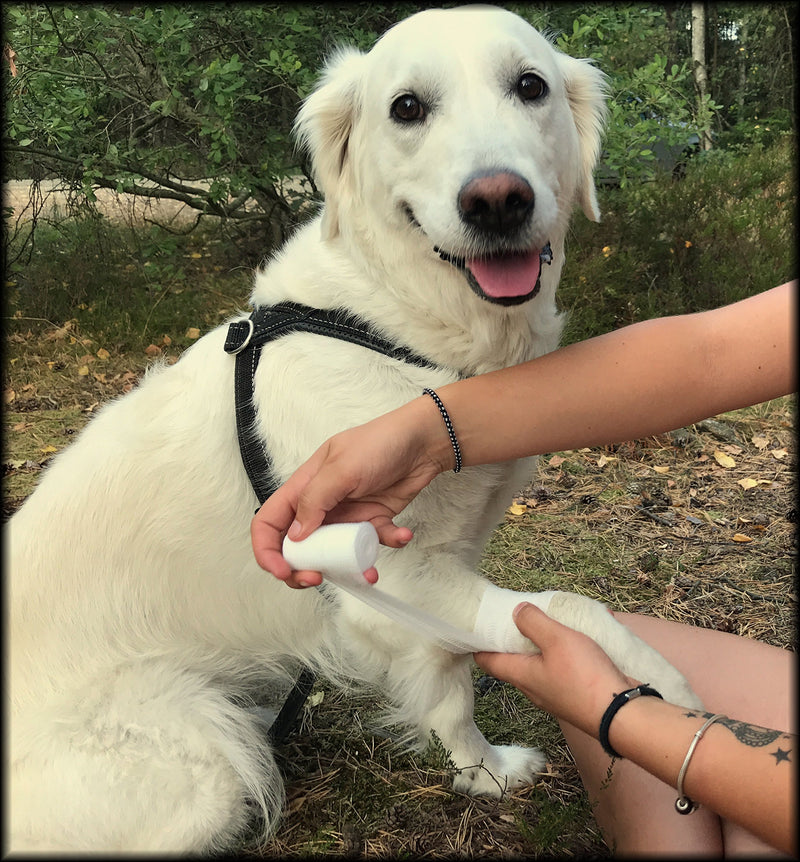 Dog First Aid Kit with Thermometer and Emergency Blanket - Puppy Kit - Pet Safety Supplies for Camping, Walks, Cycling, Car, Hikes - Treat cuts and scrapes - Top Rated - PawsPlanet Australia