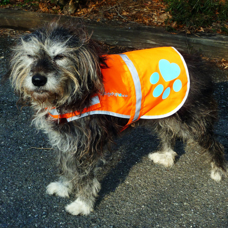 SafetyPUP XD - Reflective Dog Vest. Hi-Visibility, Fluorescent Blaze Orange Dog Vest Helps Protect Your Best Friend. Safeguard Your PUP from Motorists & Hunting Accidents, On or Off Leash. 5 Small - PawsPlanet Australia