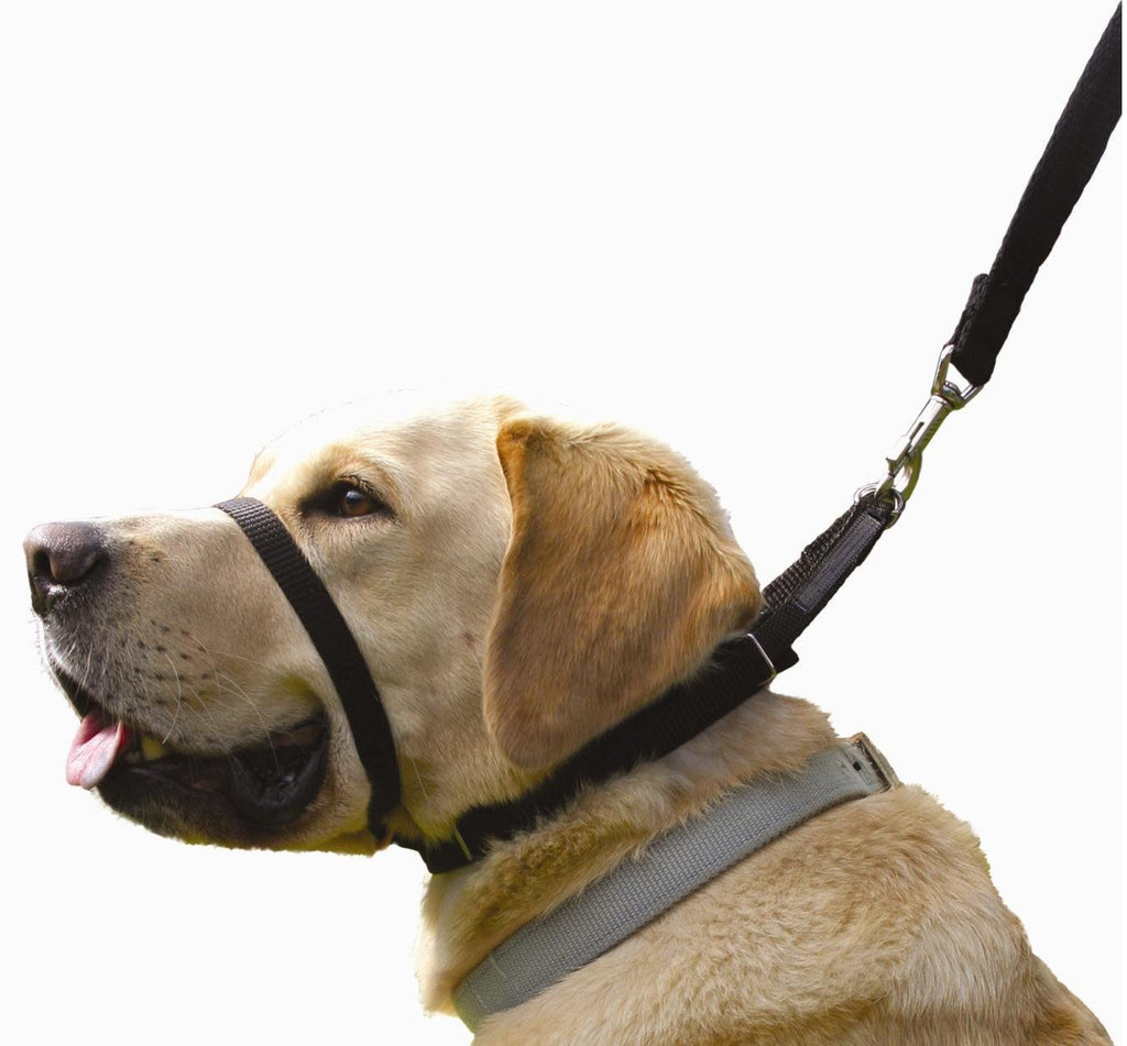 Canny Collar - The Collar For Dog Training And Walking, Simple And Effective Help With Dog Training And Helps To Stop Dogs From Pulling On The Lead, Head Collar For Dog Walking - Black (Size 3) - PawsPlanet Australia