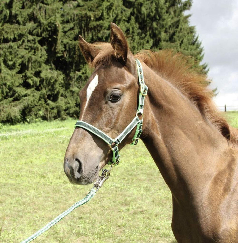 Kerbl Adjustable Foal Head Collar 1 Count (Pack of 1) Green - PawsPlanet Australia