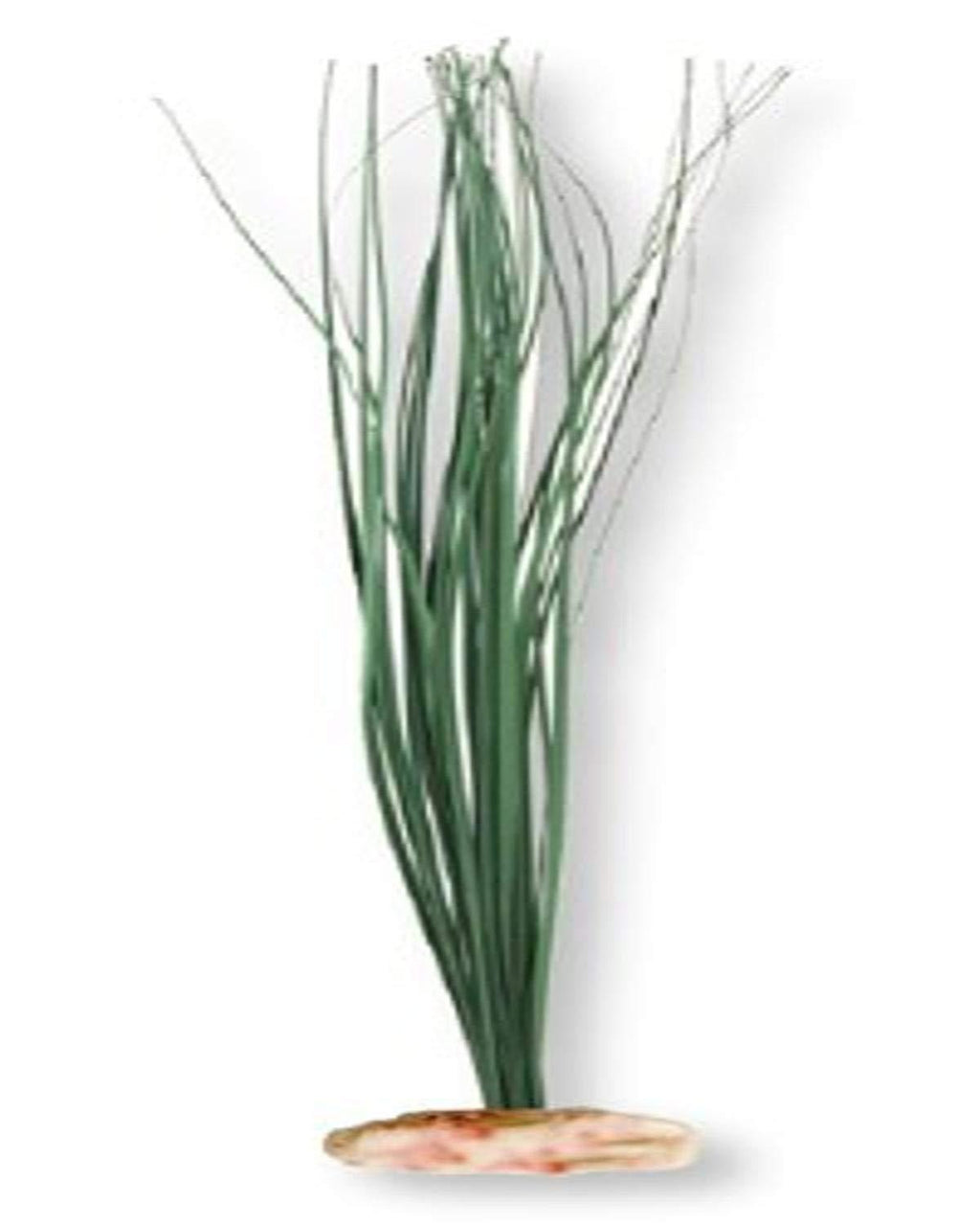 [Australia] - Vibran-Sea Broad Leaf Marsh Grass Silk-Style Aquarium Plant Medium 9-10" tall Green 