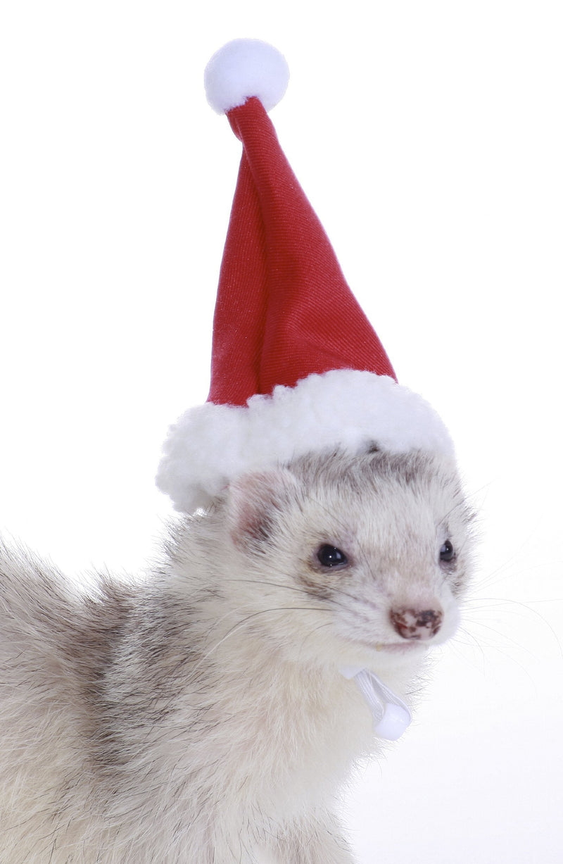 [Australia] - Marshall Pet Santa Hat for Ferrets and Small Animals 