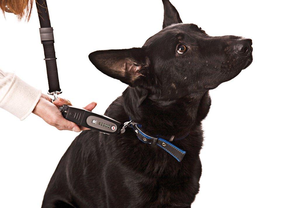 Patento Pet DOG-e-Walk Premium Dog Trainer Black - PawsPlanet Australia