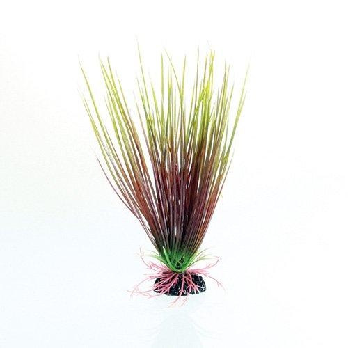 [Australia] - Underwater Treasures Red/Green Hairgrass - 8" 