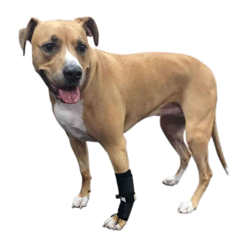[Australia] - Walkin' Front No-Knuckling Training Sock | Helps Dogs Pick up Their Feet When Knuckling Under or Dragging Their Front Paws Medium 