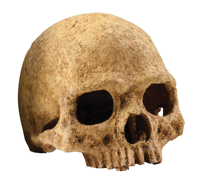 Exo Terra Terrarium Decor Primate Skull - PawsPlanet Australia