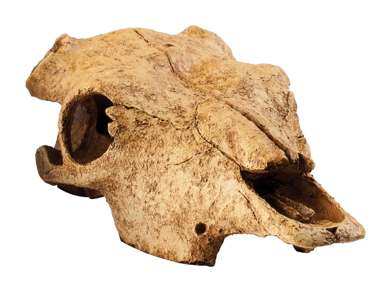 Exo Terra Terrarium Decor Buffalo Skull - PawsPlanet Australia