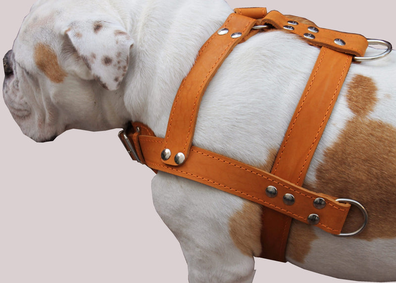 [Australia] - Orange Genuine Leather Dog Pulling Harness 33"-37" Chest Size 1.5" Wide Straps, Cane Corso Rottweiler 