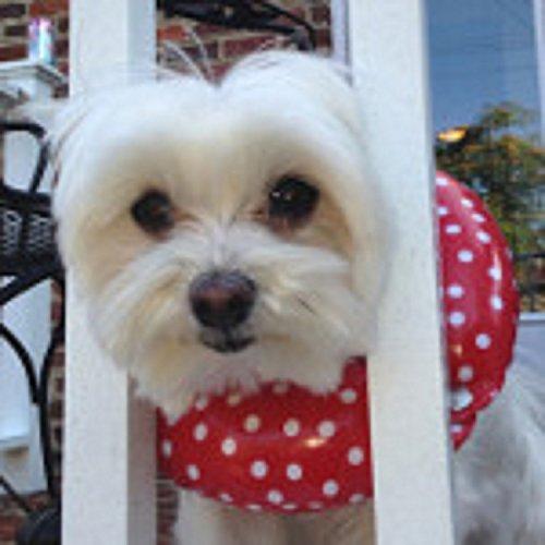 [Australia] - Puppy Bumpers Rainy Day (Water Resistant) Red Dot 10"- 13" - Made In USA Puppy Bumpers Stuffed Safety Fence Collar to keep your pet safely on the right side of the fence. 